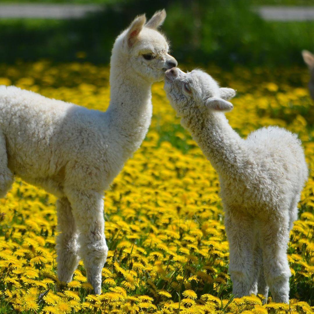 pet_monkey's tweet image. Holding onto summer love 😍

📸Abolengo de Alpaca