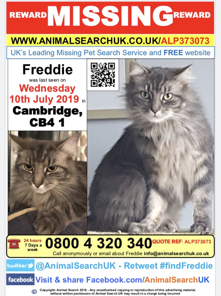 Still looking for our baby - please share #FindFreddie @AnimalSearchUK @MissingPetsGB