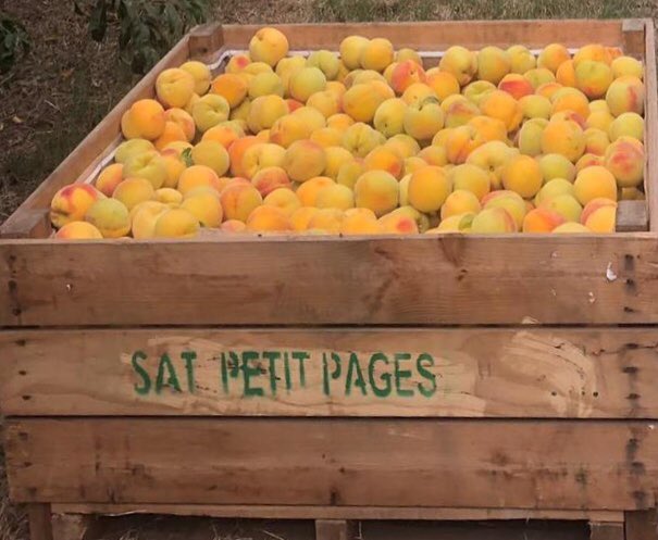SATpetitpages's tweet photo. Bona collita de l’estrella de #petitpages, el préssec groc de l’escola, varietat local. Ja podeu fer les vostres comandes! #km0 #gourmet #pressec #elgrocdelescola https://t.co/8y3LxmkDj2