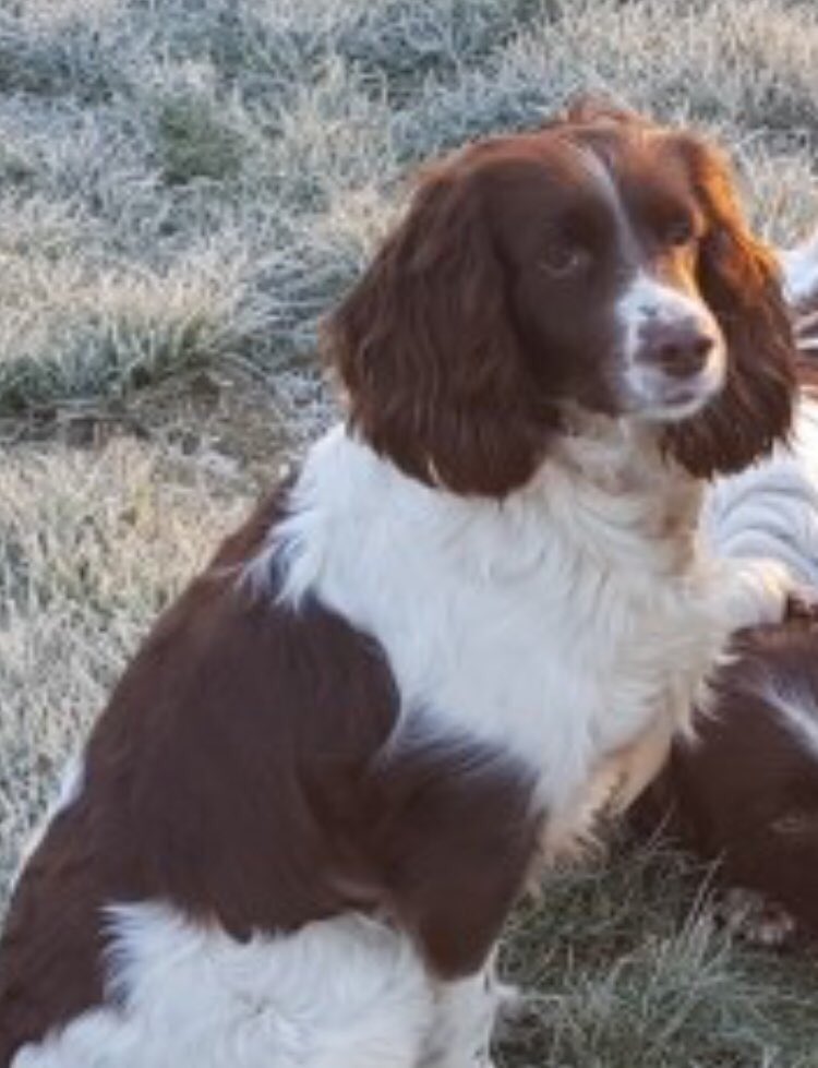 rosieDoc2's tweet photo. #SpanielHour TINK 😞😞 #ESS STOLEN #🆘 do you know where she is LOOK AT HER MARKINGS liver&white #missing at the old #Railwaybridge at the #Icomb junction b’teen #Stow & #Bledlington WHO FOUND HER? PLS HELP HER HOME 😞 COULD SHE BE THE DOG NEXT DOOR?
https://t.co/4B2Q73M5qT… https://t.co/vak6QCjNuM