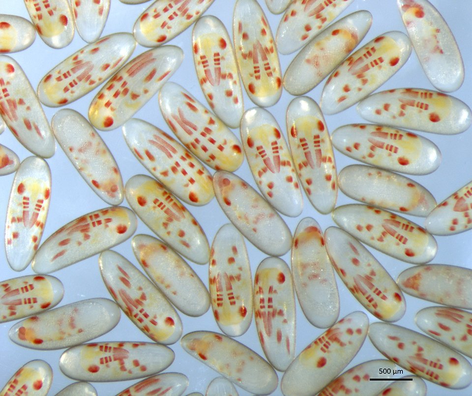 Very happy this exciting story is now out <a href="/PNASNews/">PNASNews</a> congratulations to <a href="/AidamaliaV/">Aidamalia Vargas</a> and all authors!
Cooption of the pteridine biosynthesis pathway underlies the diversification of embryonic colors in water striders pnas.org/content/early/…