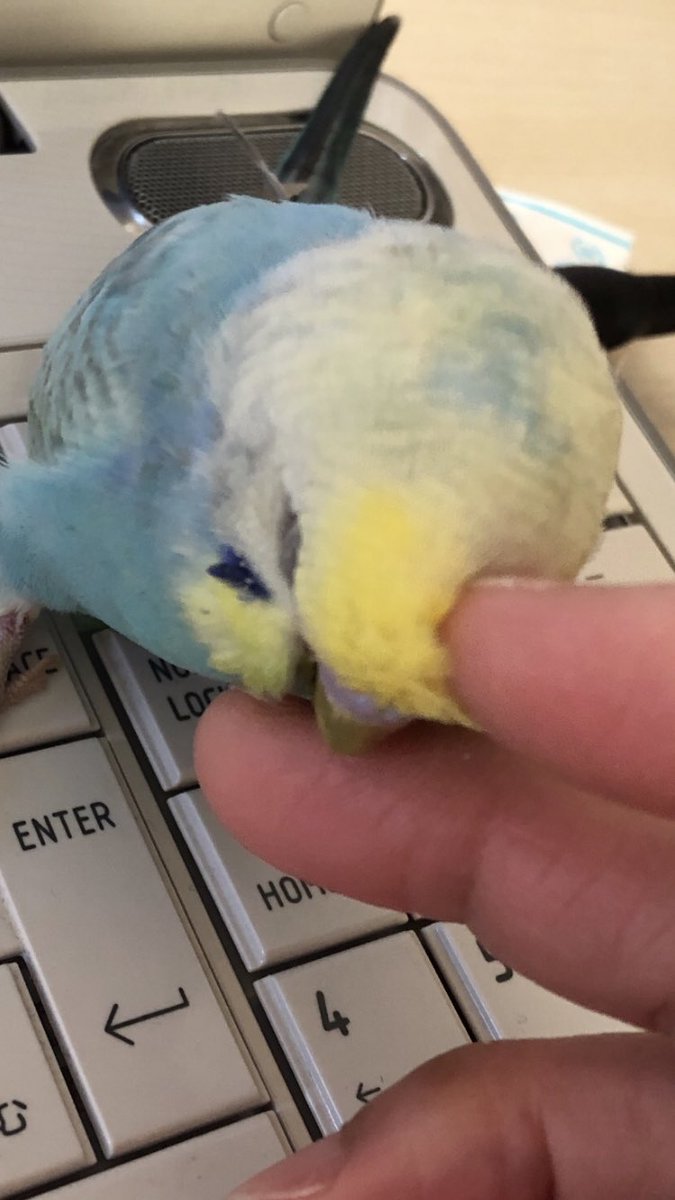 RAY48129500's tweet photo. インコ探しています
6月5日、京都市中京区より飛んでいってしまいました。
『会いたい(´°̥̥̥̥̥̥̥̥ω°̥̥̥̥̥̥̥̥｀)』
チトのこと思わない日は無い。 https://t.co/QV3tMZGpGs