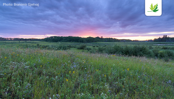 NCC_CNC's tweet photo. Join NCC staff & guest photographers at our stunning new #NatureDestinations property near Prince Albert, SK -- Nebo! Boasting mixed-wood forests and wetlands, Nebo will make the perfect fall backdrop to practice your photography. Register here: https://t.co/s1J8pSti6u https://t.co/6BOpzOoVs4