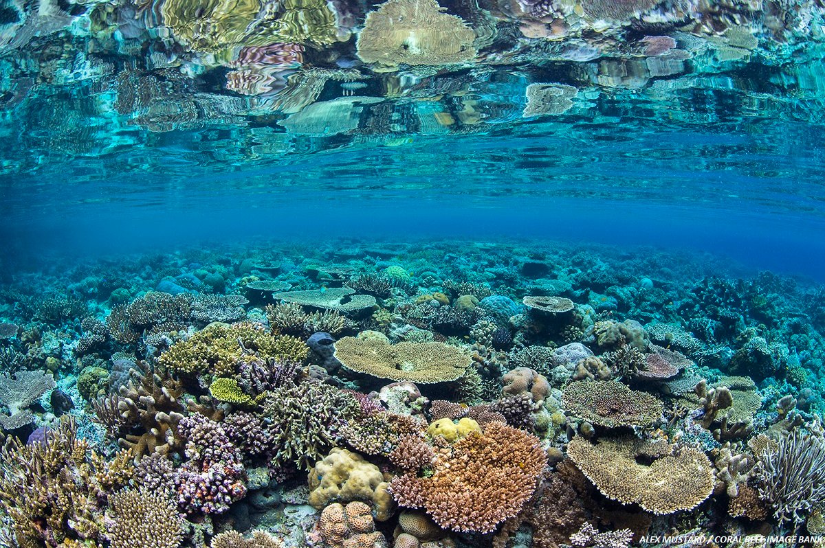 unep_espanol's tweet image. Un planeta 🌍 sin arrecifes de coral 🐠,
con olas de calor mortales 🔥,
escasez 🚰, desastres 🌪 e inundaciones constantes🌊.

Así sería el mundo con un calentamiento global de 2°C. 
Aún hay tiempo para la #AcciónClimática. bit.ly/2uHsnc7
#ActúaAhora