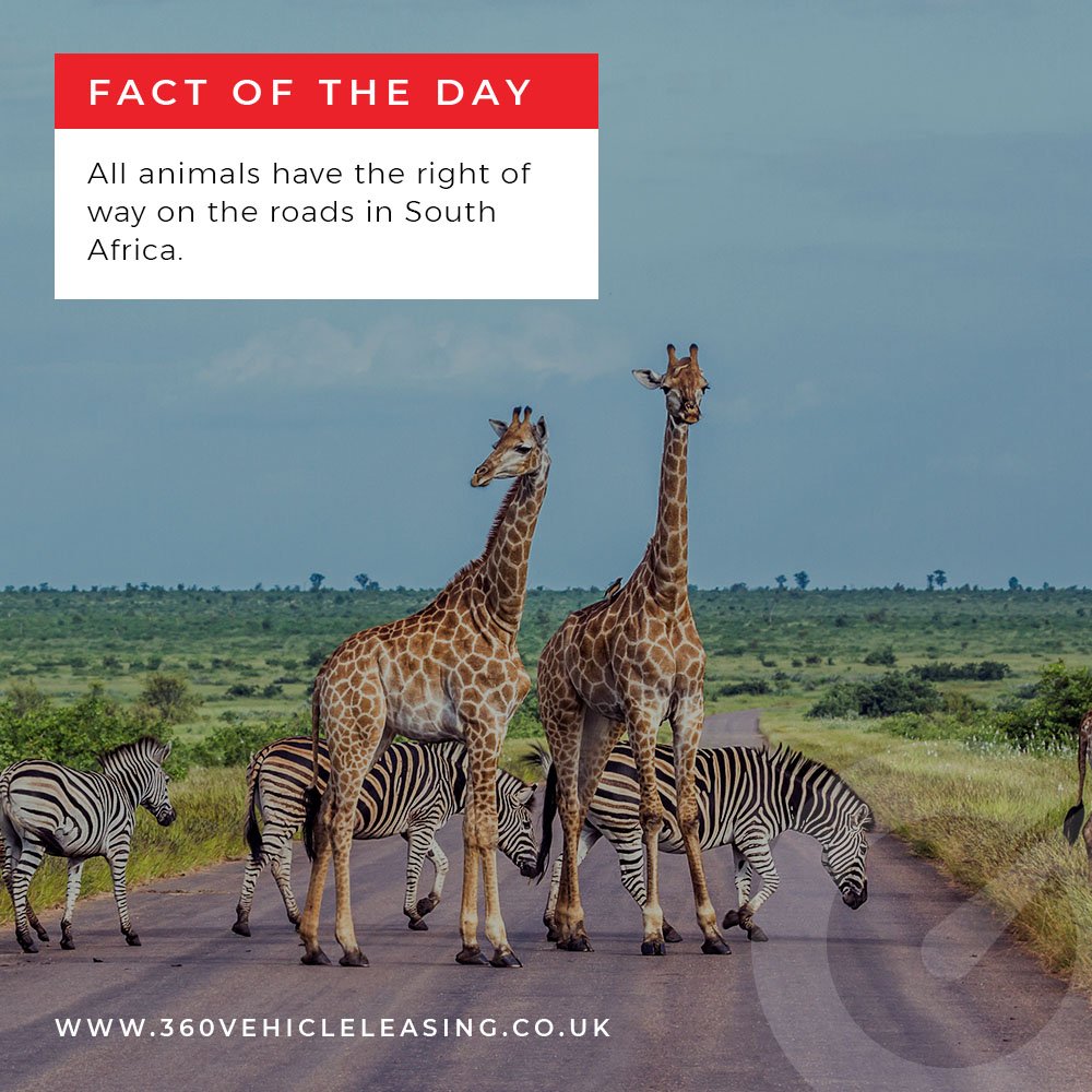 Have you ever given way to an animal? 😂
#360VehicleLeasing