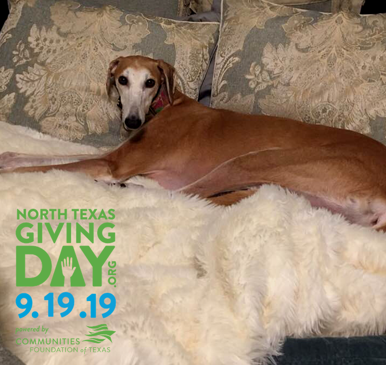 GaltxOrg's tweet image. 💛💚💙 North Texas Giving Day is September 19th, but you can start scheduling your donations on September 9th! We are standing ready with matching funds of $20k! Bookmark this link and get ready to give:  northtexasgivingday.org/greyhound-adop… #NTxGivingDay #NTGD #greyhounds