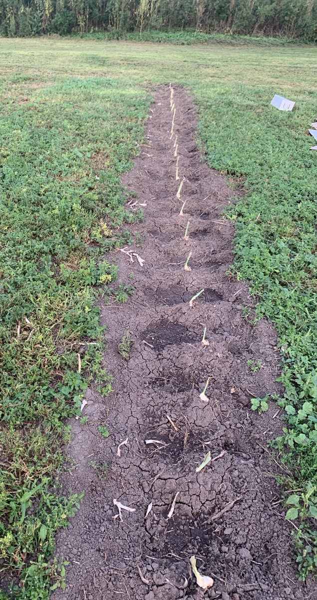 MillsFarmNe's tweet photo. Irises in the ground. Excited for Spring 2020 https://t.co/4ZRVaWiu6j