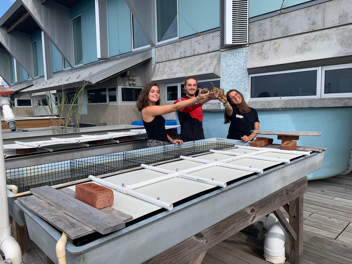 A huge range of student led projects have started out here at VIMS, including looking at the influence of saltmarsh regime shift &amp; sea level rise, optimal foraging behaviour, sponge reaggregation, colour change and preference in ghost/ fiddler crabs &amp; behavioural studies 🧐