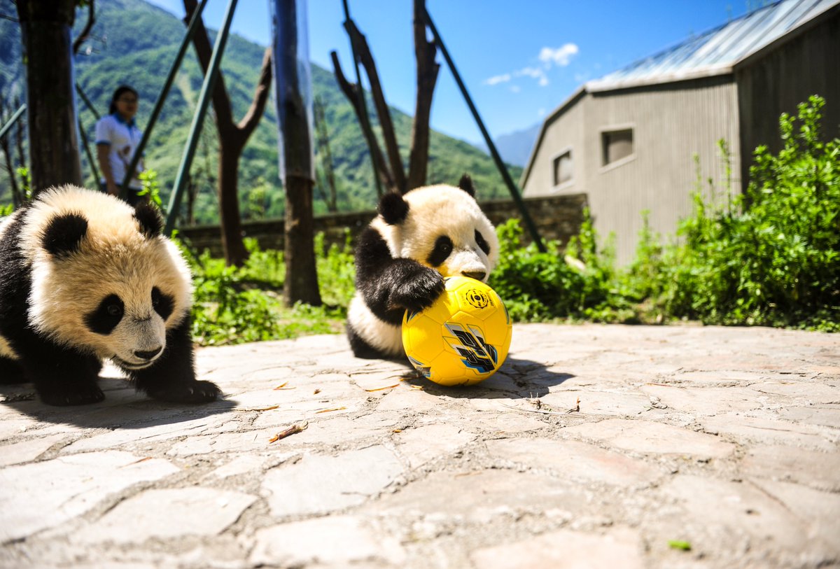 brfootball's tweet photo. Pandas enjoying the beautiful game 🐼😍 https://t.co/0mNQONnOLj