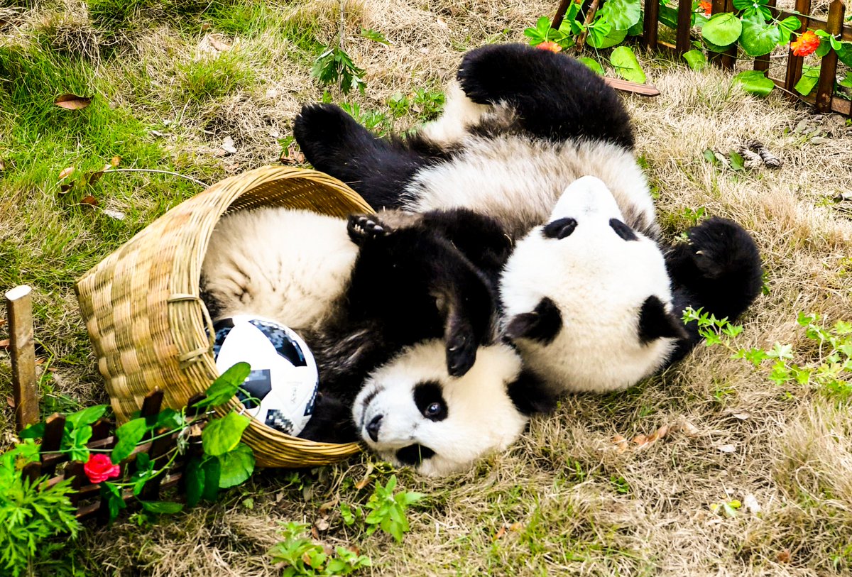brfootball's tweet photo. Pandas enjoying the beautiful game 🐼😍 https://t.co/0mNQONnOLj