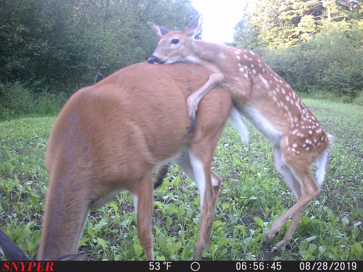 TCGooRoo's tweet photo. #humpday #wisconsin #trailcam #trailcamera #snyperhuntingproducts #sapperblackops #whatgetsyououtdoors #iamsportsman @OUTDChannel @SPORTSMANchnl https://t.co/KDILCys0fX