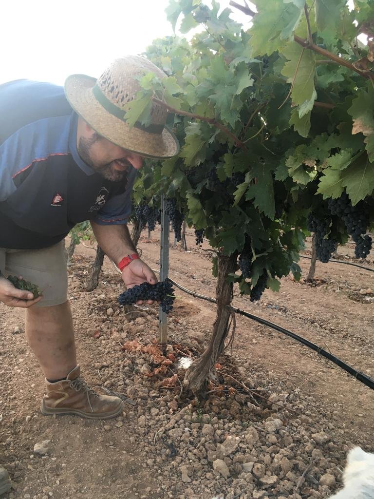 Tinto Tempranillo a punto para vendimiar, analizamos las uvas en el laboratorio determinamos maduración, estado de pepita, hollejos... 

#bodegascastiblanque
#baldor
#illex
#RutadelVinodeLaMancha 
#EnoturismoRVE