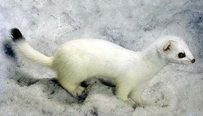 HooliRule's tweet image. La Jument de Michao hooligansrule.com/2019/09/04/la-…