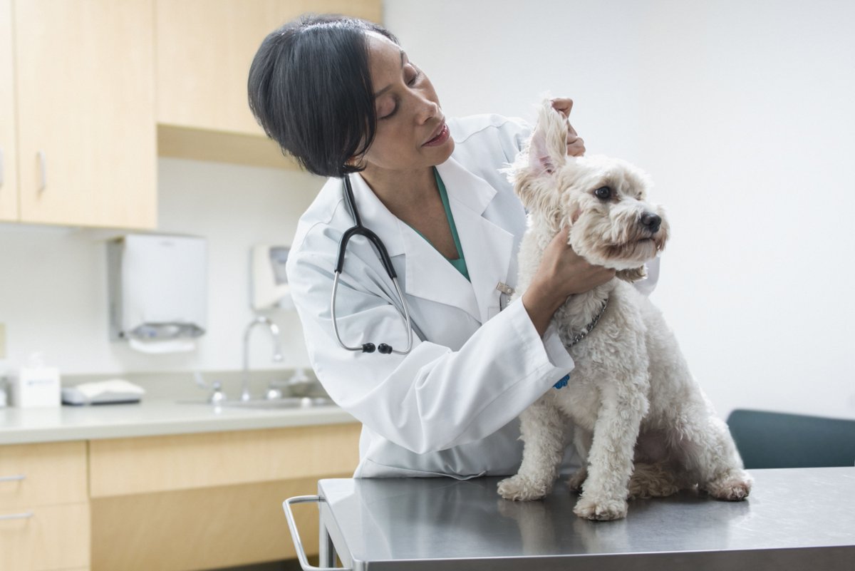 nutram's tweet photo. Can you spot when your dog is having health issues? 10 common dog health problems https://t.co/nwX1d9WFOf
#NutramOTC #dogfood #keeppetshealthy #commondoghealthproblems #dogsofTwitter https://t.co/IS06cArOyK