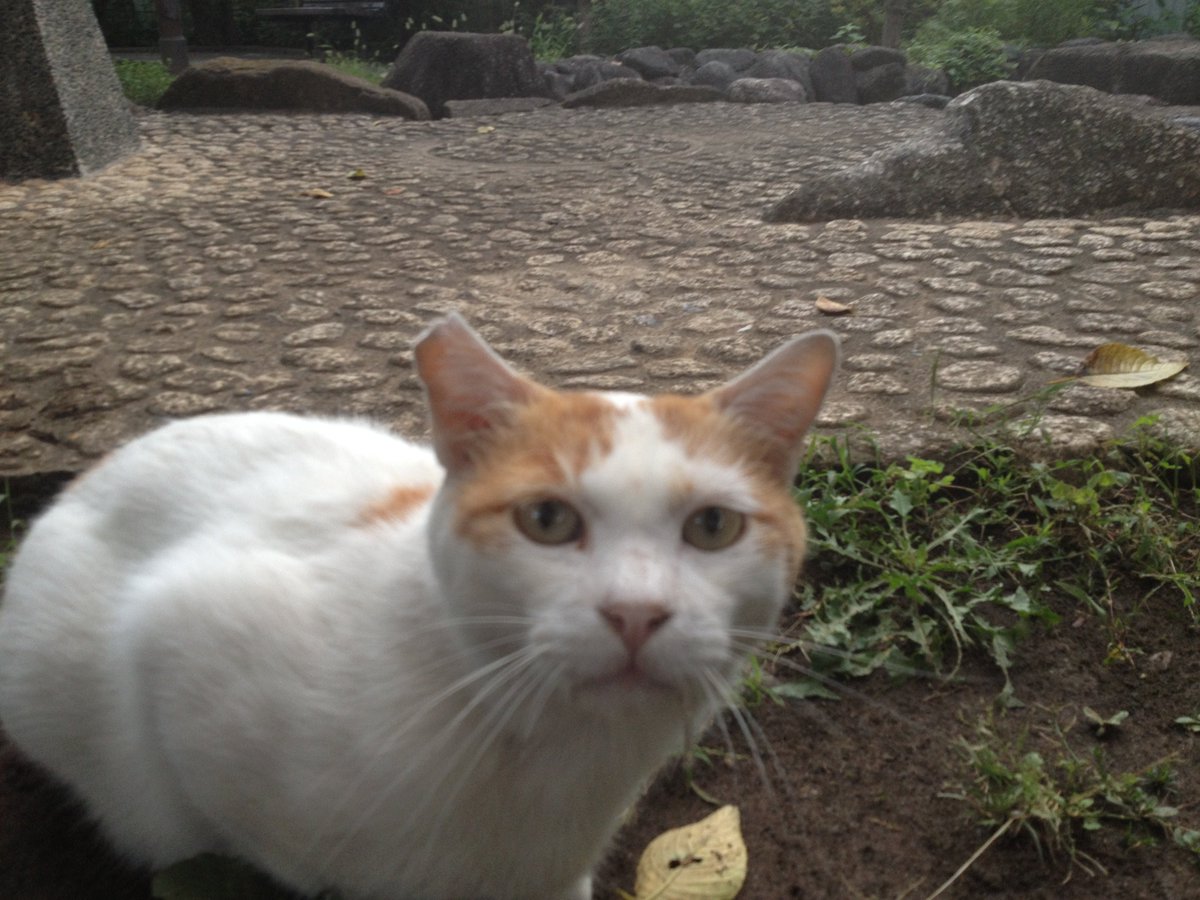 ねこかますさんのツイート ちなみにアイコンの猫ではありません アイコンの猫の茶ブチさんはこんな顔をしてました
