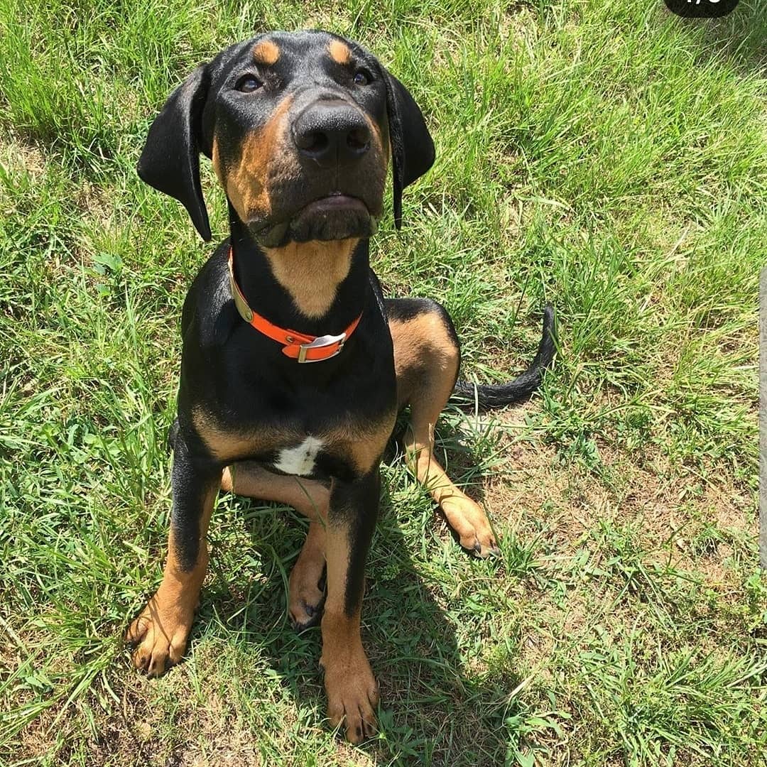 NmmsSteam's tweet photo. Okay...this is the final student submission.  😍😍😍 #nmmssteam #dogdaysofsteam https://t.co/Yq8iBKb0YW