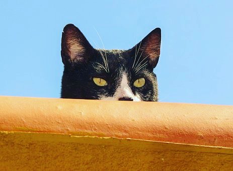 avonvalevets's tweet photo. Diary date!! Fancy a snoop around our Heathcote Surgery?
We are having an open day on Saturday 9th November from 1pm. More details to follow...🐾🐾
#avonvalevets #avonvale #openday #heathcote https://t.co/emmvtfaGGs