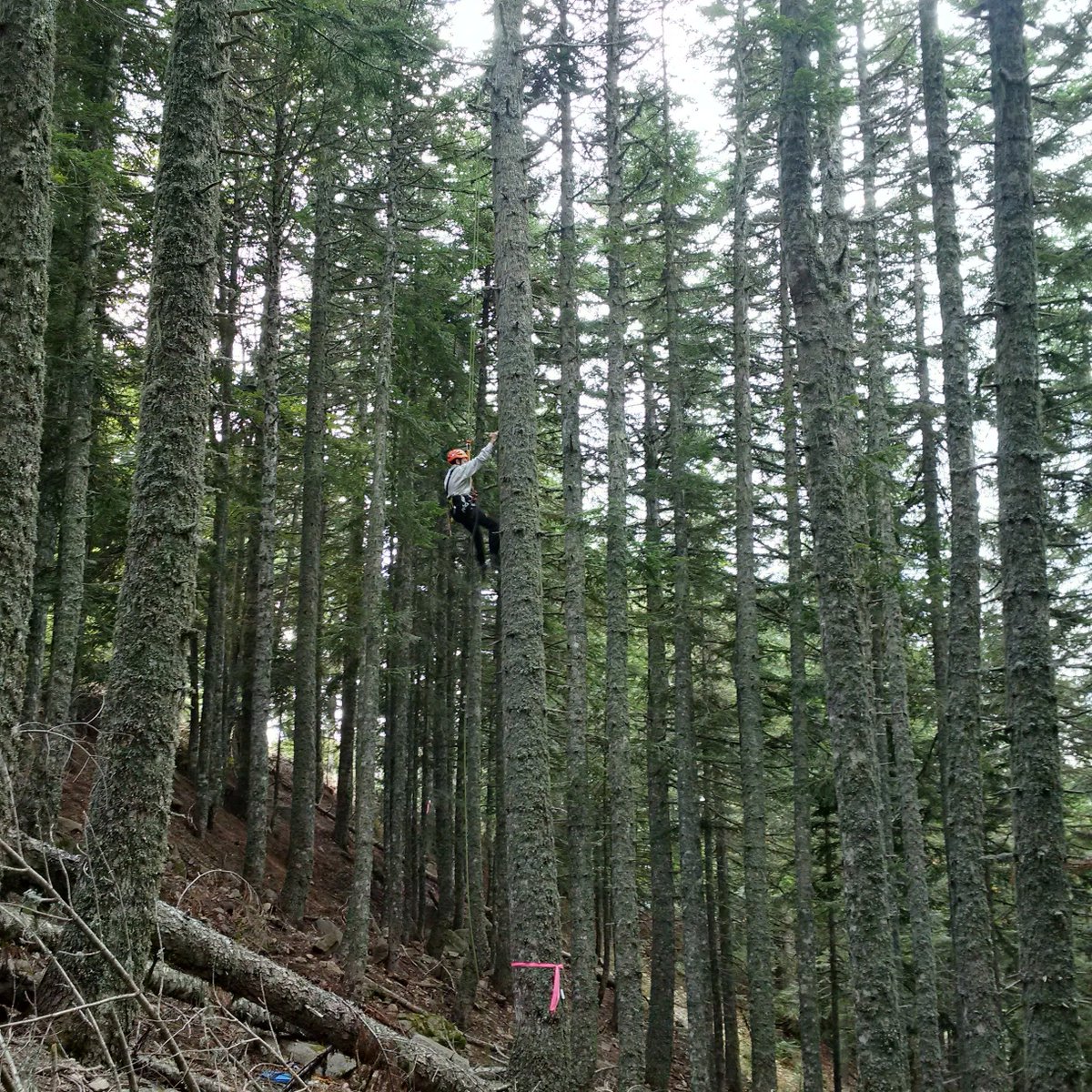 GentreeProject's tweet photo. Trees, like people, come in different sizes and present variants in the traits they have in common with other individuals of the same species. What makes them different? https://t.co/mLgaAPyuNx https://t.co/STauvHCbw4