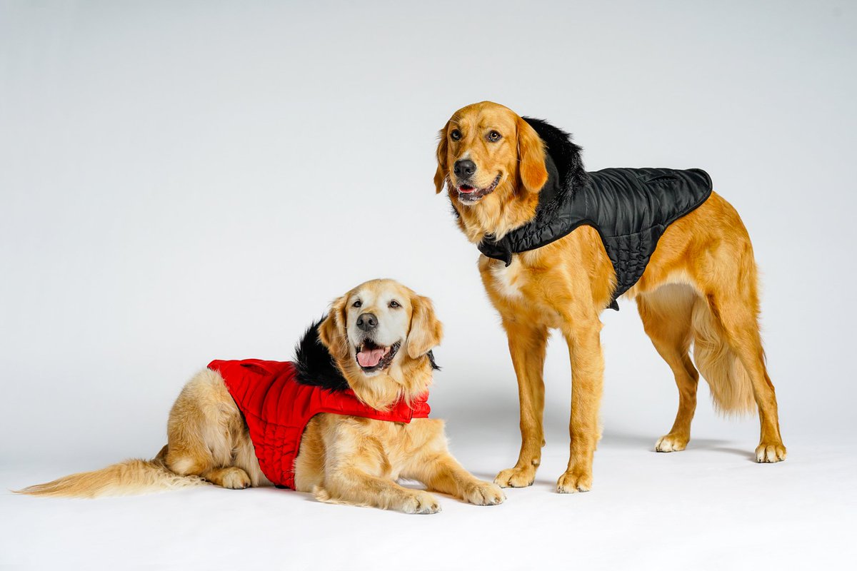 Beacon_comms's tweet image. Fall is in the air! Fortunately @petvalu has just launched its new cold weather collection so you can make sure your pet is well prepared for the colder months ahead petvalu.com/lookbook/ #dogs #lookbook