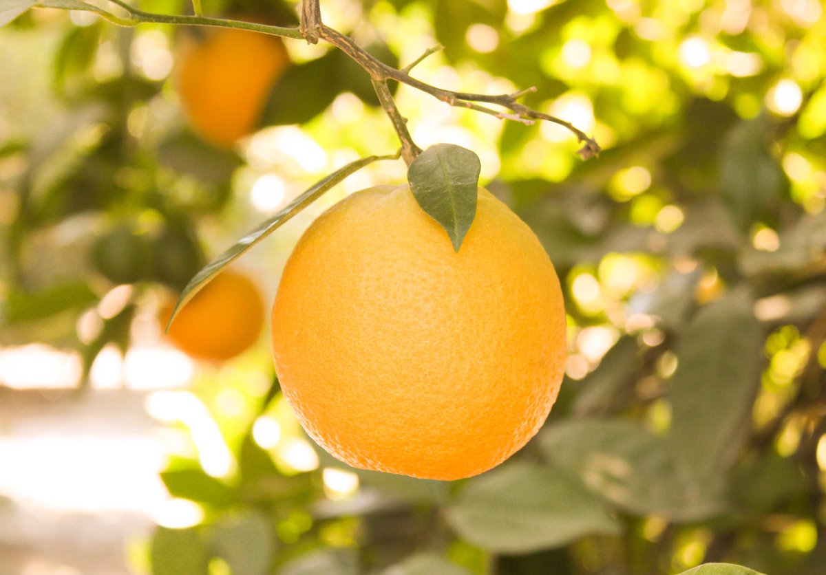 BeeSweetCitrus's tweet photo. #WellnessWednesday: #DYK one medium orange can provide you with over the daily recommended intake of vitamin C? At less than 70 calories per serving, they are also sodium and cholesterol free - making oranges the perfect snack for any time of day!🍊

#EatMoreCitrus https://t.co/y691DSN370