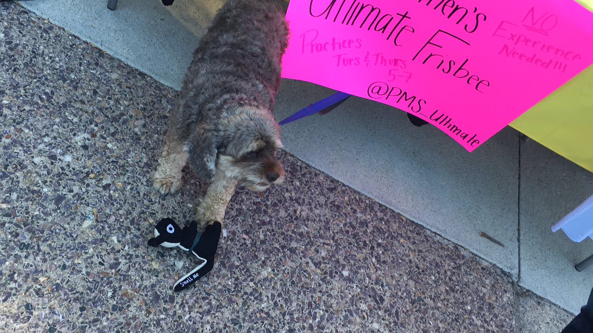 Ps. They’ve already won. Come visit them and Hershey! <a href="/PMS_Ultimate/">Pink Mankato Skunks</a>
