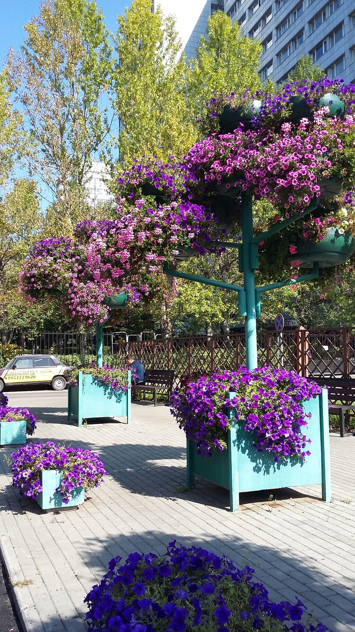 Петуниевое дерево объем горшков