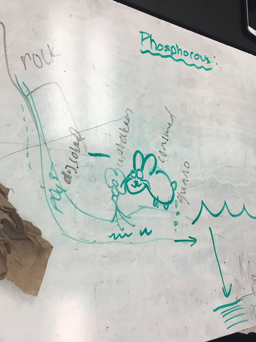 pc_APES's tweet photo. Some major #ecology review at smart lunch! #APESlife 🌱 🐇 🐺 @ThePantherCreek https://t.co/utAQ19xVUs