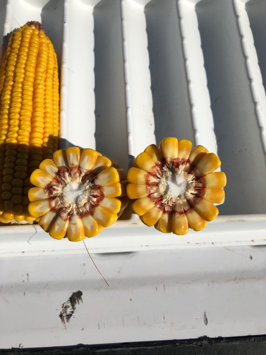 Kernel depth in April planted corn definitely won’t be lacking this fall! This 110RM hybrid is just past half milk line planted 4-25.