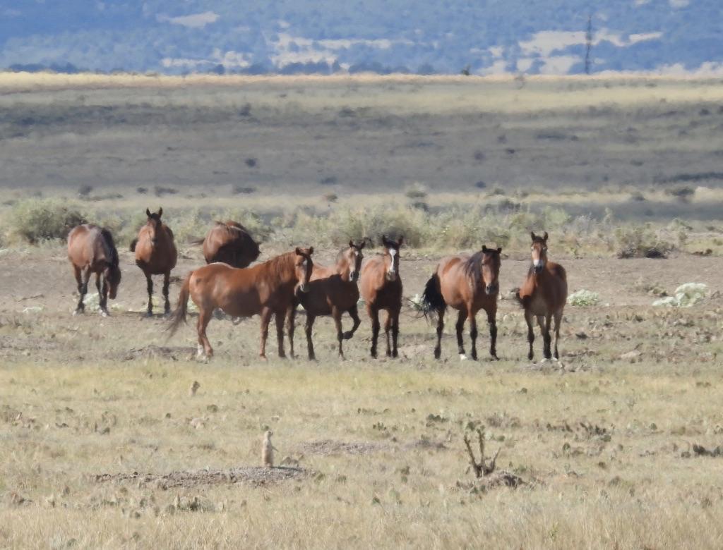 Englercanyon's tweet photo. Hello from Stumpy's band. This group has been on the move the last couple of months and have been tough to get photos of! I finally found them taking some downtime and managed to snap a few. They're out of focus, but that's them! #Stumpy https://t.co/1sGGEa5wuq