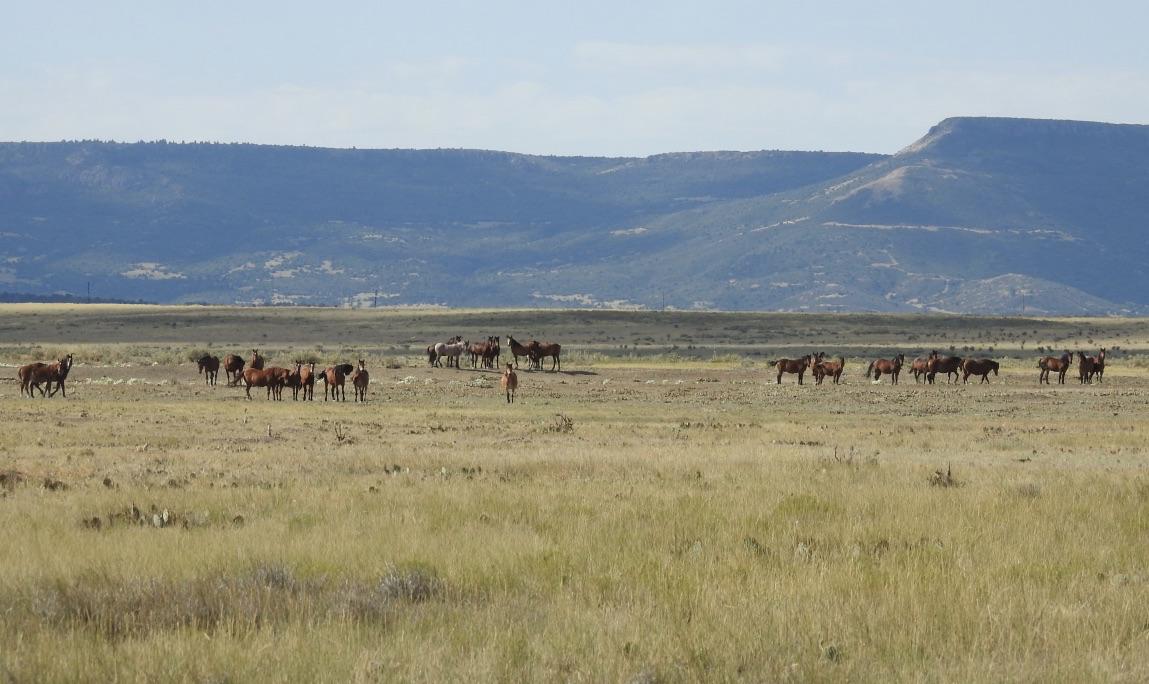 Englercanyon's tweet photo. Hello from Stumpy's band. This group has been on the move the last couple of months and have been tough to get photos of! I finally found them taking some downtime and managed to snap a few. They're out of focus, but that's them! #Stumpy https://t.co/1sGGEa5wuq