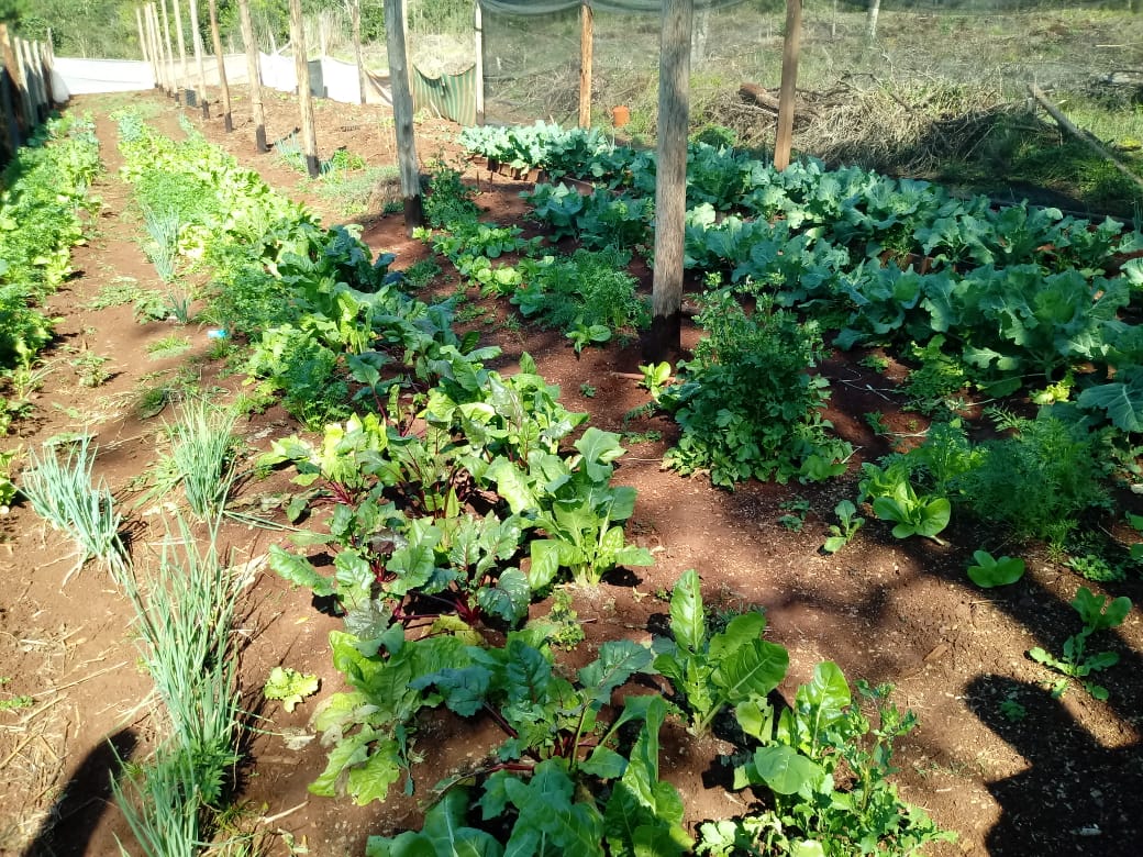 Sub_Dproductivo's tweet photo. Visita a la chacra de la familia Rockenbach de colonia 3 de Mayo de Garuhapé. 🛣
Se brindó asesoramiento técnico de la huerta y futura planificacion de los cultivo,  también trabajamos en tecnicas para mejorar y cuidar el suelo. 🌱🥬🌾
@AgriFam2016 
@martaferre 
@OttoGoritz https://t.co/ayuxrWjjcl