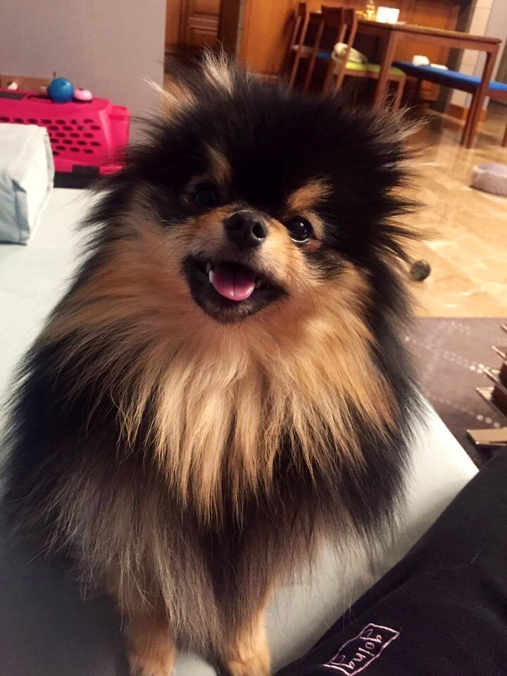 ヨンタンになりたい