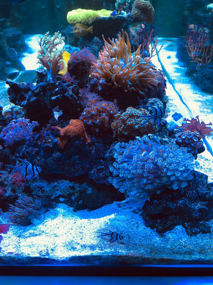 BigCatDaddyReefing tweet media