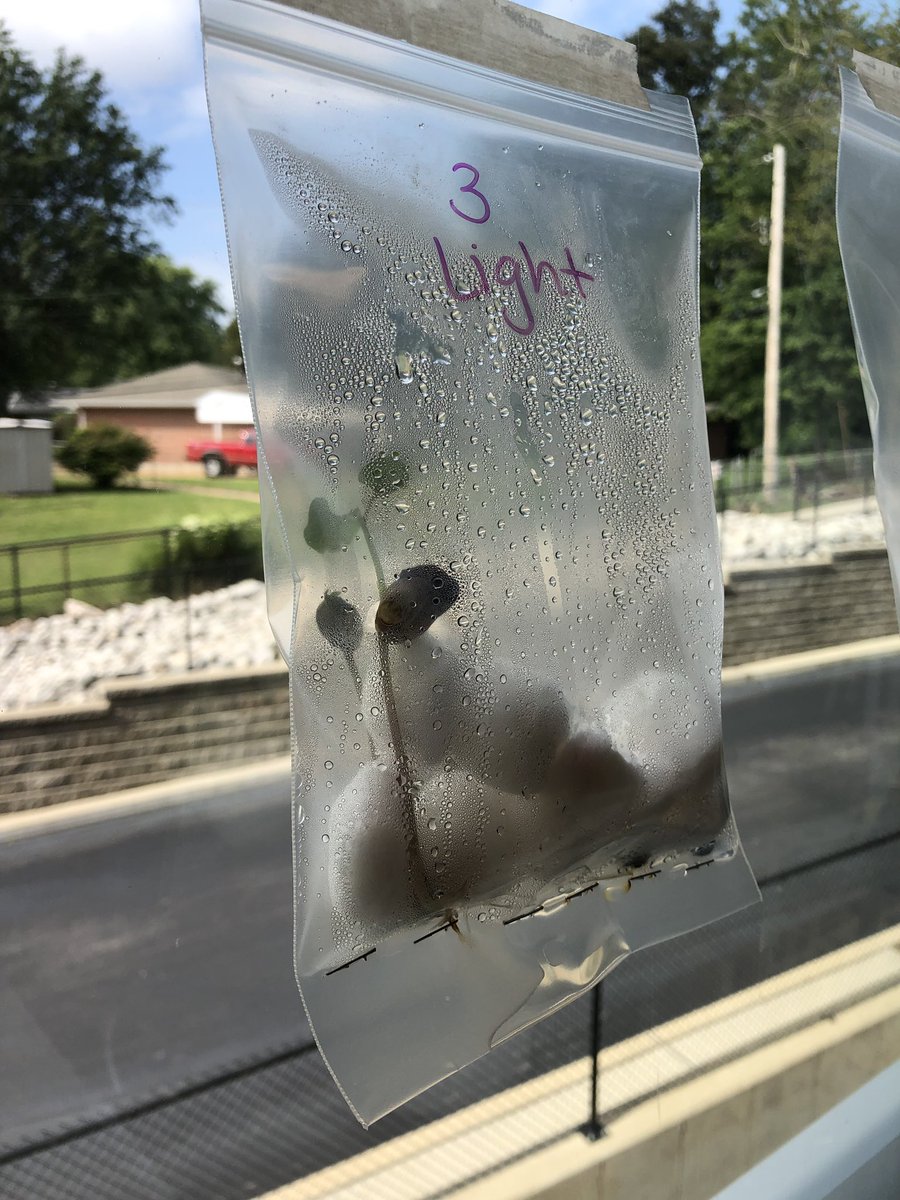 Caroline Swanson tweet media