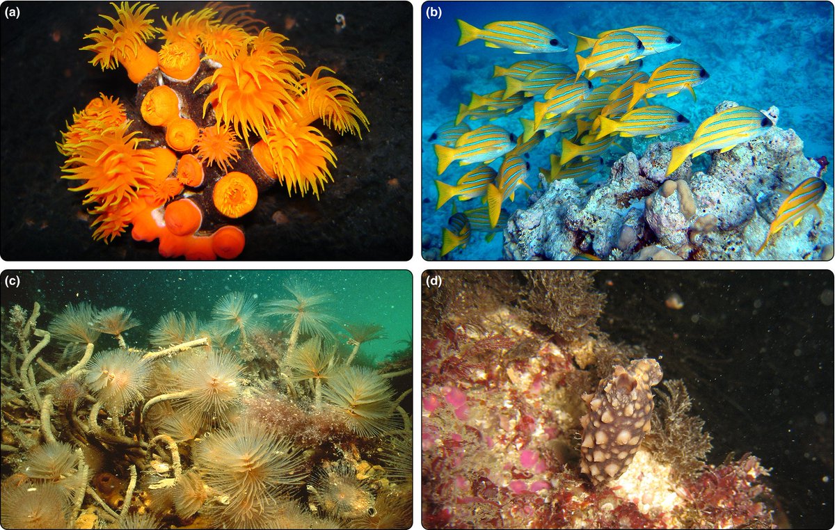 Check out our new paper! Survey of 150 worldwide experts on marine protected areas shows that non-native species should be a bigger priority for conservation: doi.org/10.1002/fee.21…