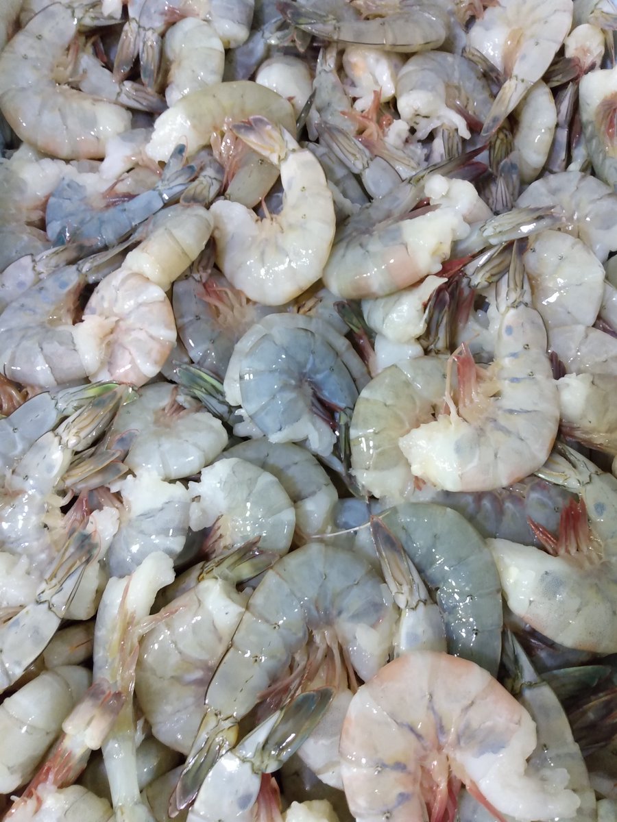 ExxusOysterBar's tweet photo. ¡Fiesta de #Langostinos!🍤 Directamente desde #Tumaco. Producto fresco, recién capturado, sin clasificación.
Una verdadera maravilla 🥰
¡Esta sí es La Cocina que sale del Agua!
Pídelos a #Domicilio 5331114 / 2715580 / 3162503095
#CalidadExxus #Bogotá #Seafood https://t.co/cGW1PfzphZ