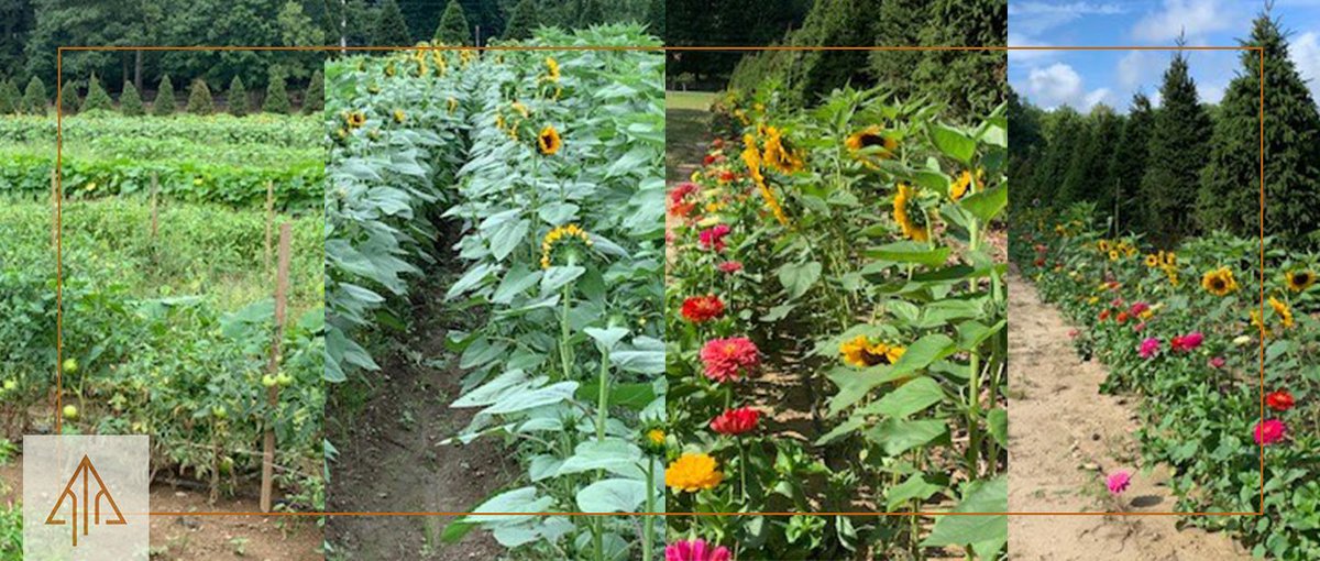 We’ve completed a massive clean-up on site. All pesticides, fertilizers, abandoned vehicles &amp; garbage have been discarded responsibly. Anything that was left from the greenhouse has been donated. Over 50,000 lbs of scrap metal have been recycled, and 72 trees have been planted.