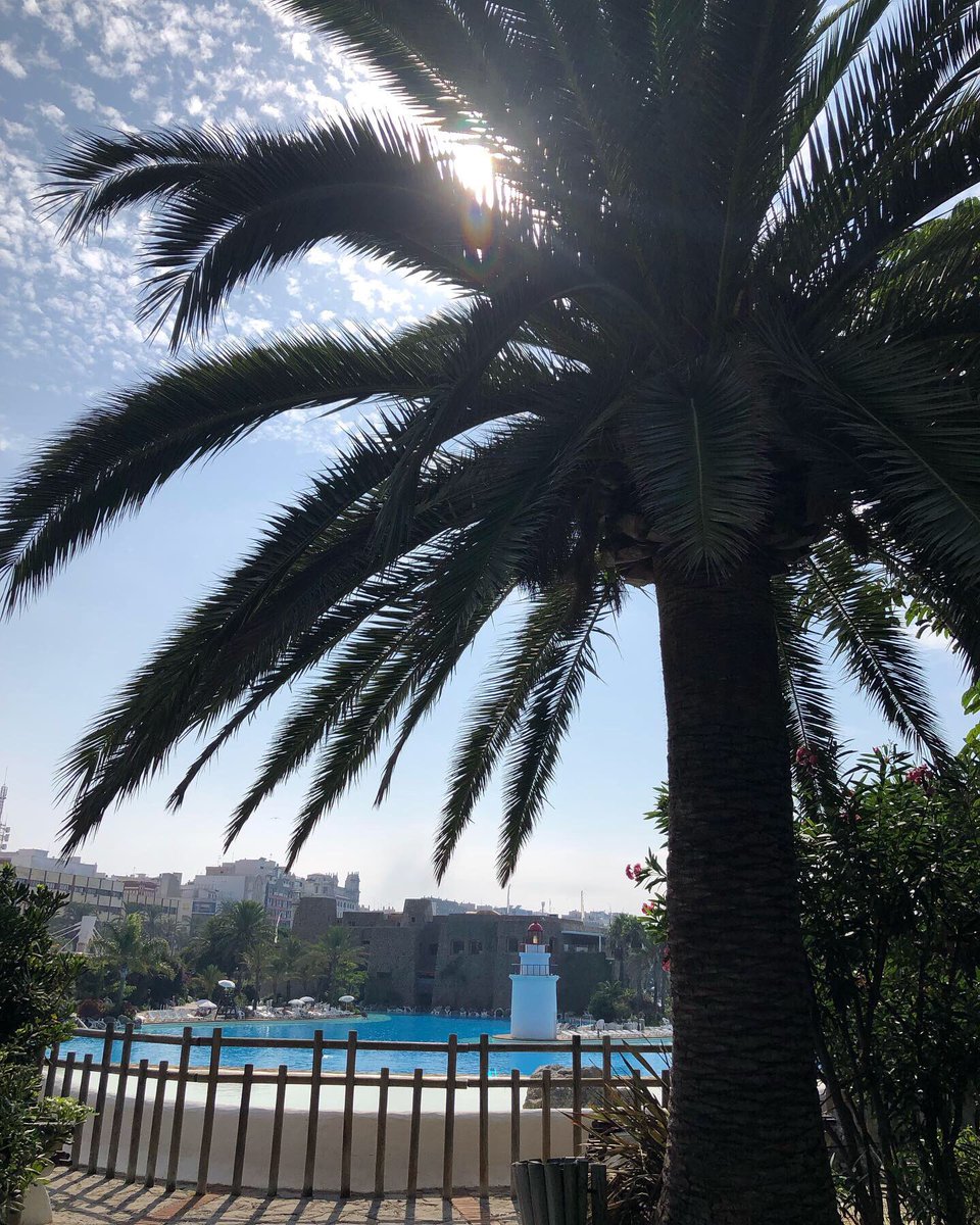 ionztomo16's tweet photo. #naturaleza #nature #palmeras #palm #flowers #photographer #photography #picoftheday #amazing_shots #travel #travelphotography #shotoniphone #parquemaritimodelmediterraneo #parquemaritimoceuta #parquemaritimo #africa #ceuta #summer #summer2019 #instagood https://t.co/4yOyKH5cW7