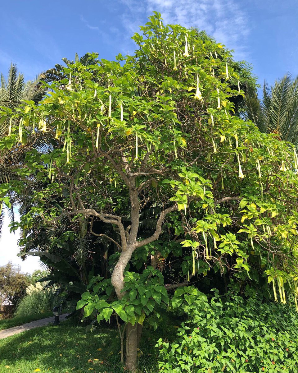 ionztomo16's tweet photo. #naturaleza #nature #palmeras #palm #flowers #photographer #photography #picoftheday #amazing_shots #travel #travelphotography #shotoniphone #parquemaritimodelmediterraneo #parquemaritimoceuta #parquemaritimo #africa #ceuta #summer #summer2019 #instagood https://t.co/4yOyKH5cW7