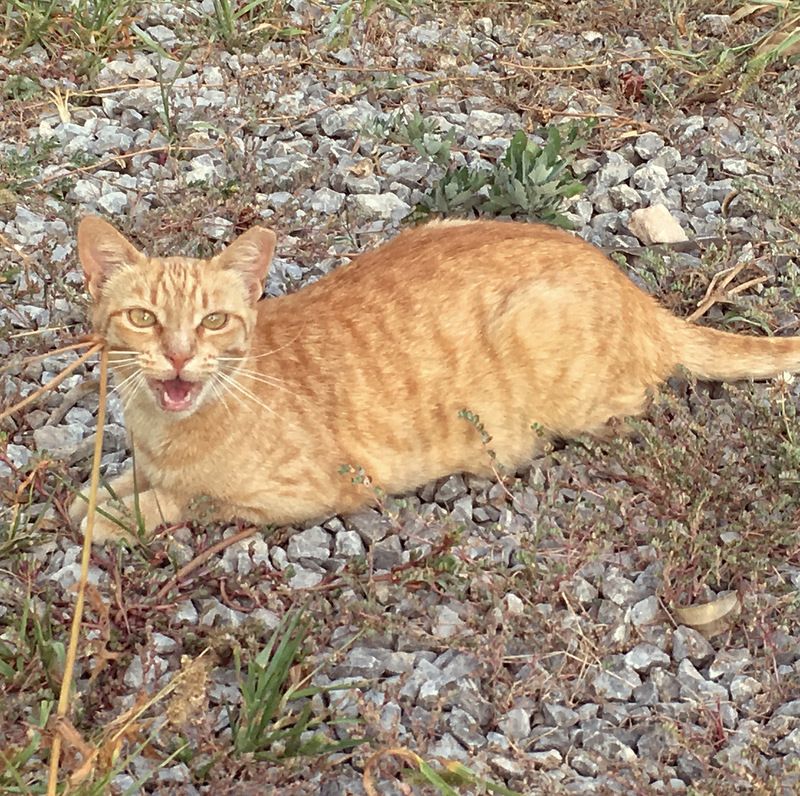 tapasibiza's tweet photo. Meet the Team;
Flora, Spain
Job - Entertainer / Car Park Attendant
Favourite Dish 🍽️ - Gambas al ajillo (no garlic or chilli)
Favourite Drink 🍸- Coffee with milk, no coffee
Favourite Sleeping Spot - Garden Bar Sofa's
#teamtapas #flora #cat #tapascat #family #tapasibiza #staff https://t.co/mQhFiBYHhS