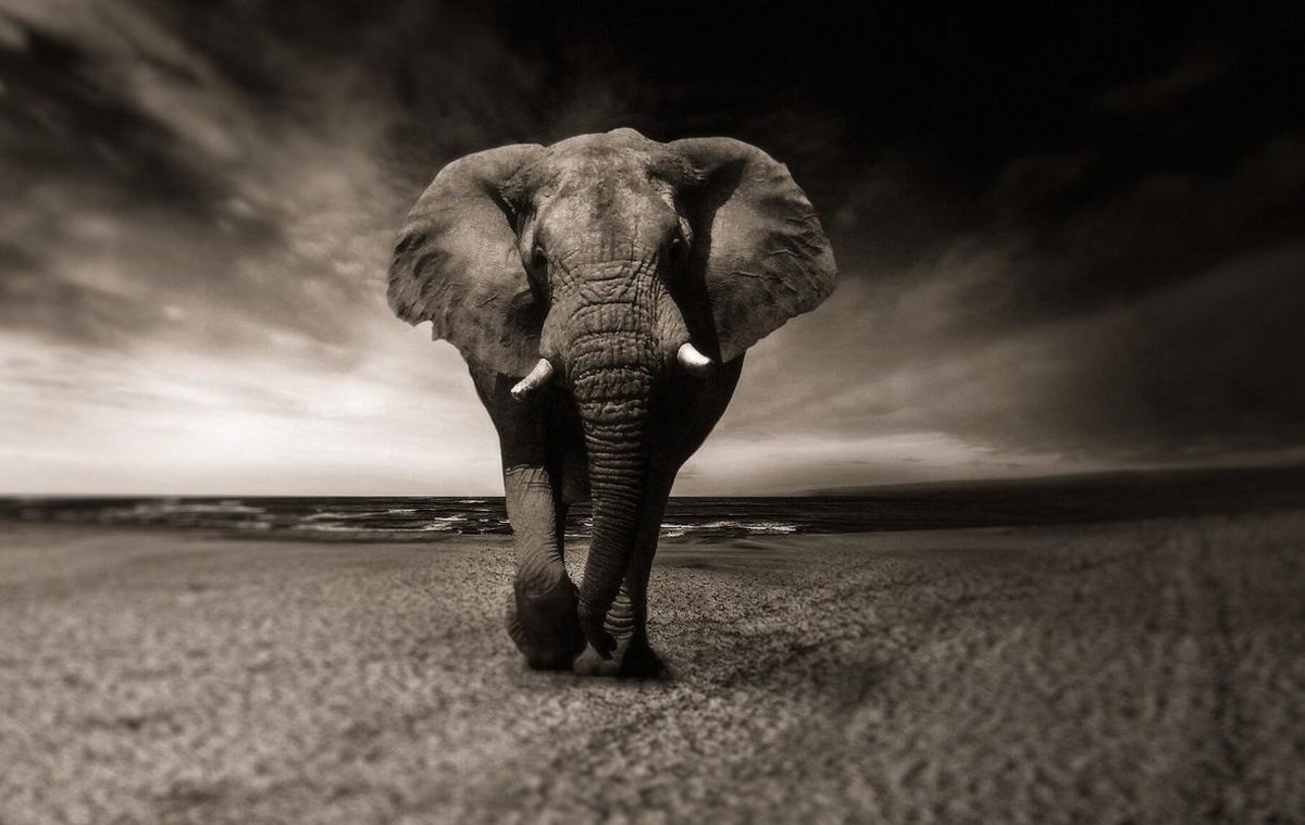 TreadRightOrg's tweet image. It’s #NationalWildlifeDay and we’re asking you to share the responsibility of protecting those species most at risk. #TreadRight when you travel, and learn about the projects you can support + our ethical wildlife experiences here: bit.ly/2IPglra. #MakeTravelMatter