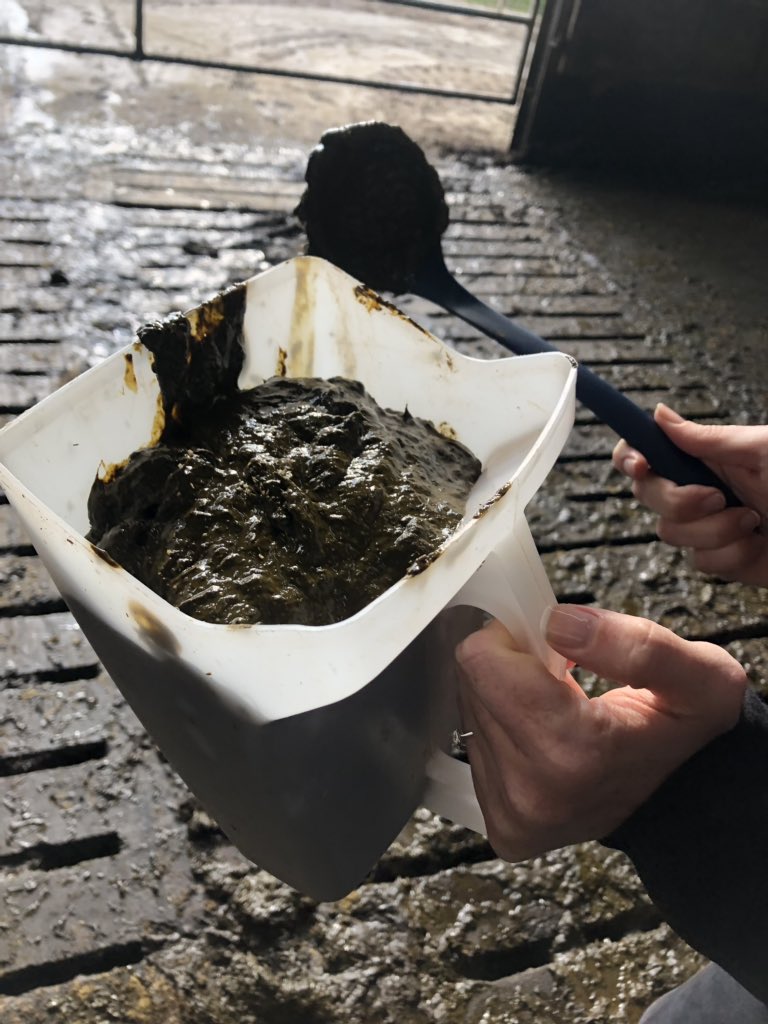 RowanBoardley's tweet image. Boyfriend: good day at work? What did you do?

Me: absolutely loved it, spooned and sieved shit!! 

#rumenhealth #dairycows #sieveshit #lovemyjob
