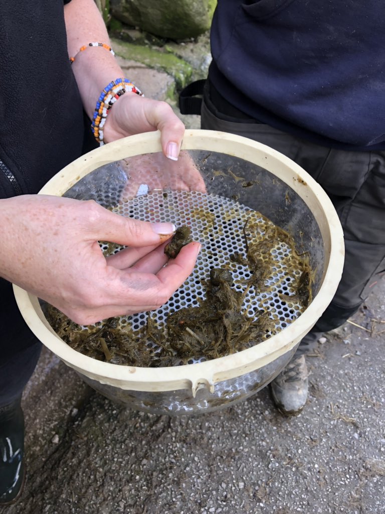 RowanBoardley's tweet image. Boyfriend: good day at work? What did you do?

Me: absolutely loved it, spooned and sieved shit!! 

#rumenhealth #dairycows #sieveshit #lovemyjob