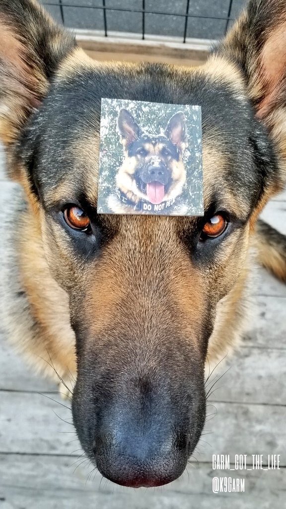 @countrygurl_63 @Only1Scarlett @3159c2d359bd450 @texaskat2003 @TanjaVH1222 @JayLoveRoadhog @jrad13 Just FYI... the #moosedog magnets are a tad delayed & I’ll be sending them out on Monday. 😊 #SARK9 #OMGarm