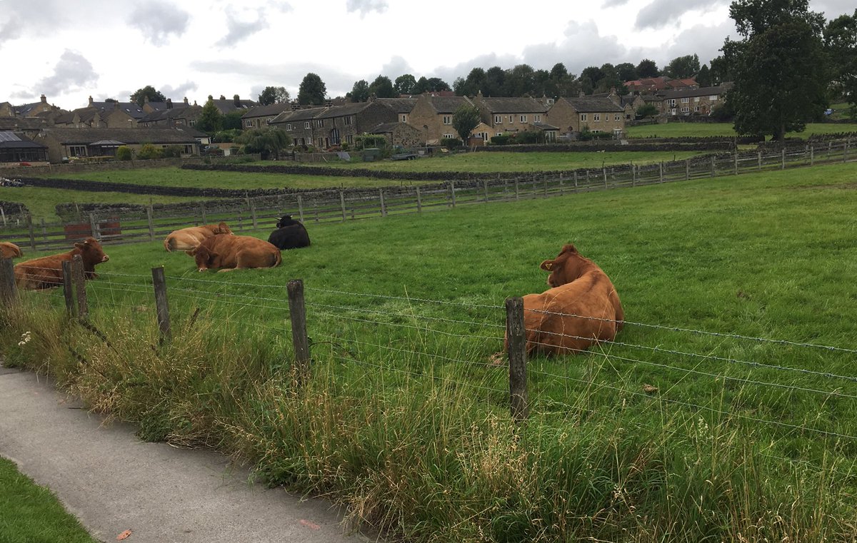 Peaceful scene of cows in the meadow ! This is a bit of Wills Gill, an approved site for housing in the Site Allocation Plan which is now ratified.