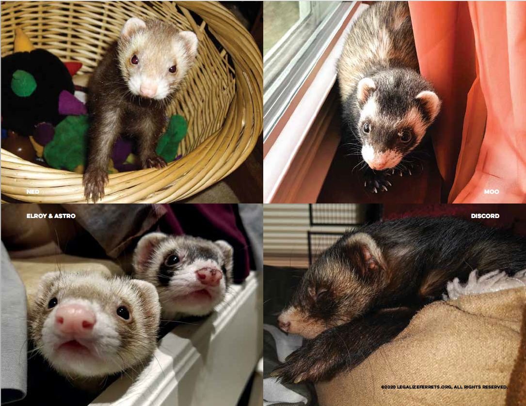 atthevets's tweet photo. I have a boatload of calendars and t-shirts in the mail today!

Here are a few photos, January and February

https://t.co/Lux2jvffCf

#ferrets #legalizeferrets #CAFerrets https://t.co/Iz4rtdAZ41