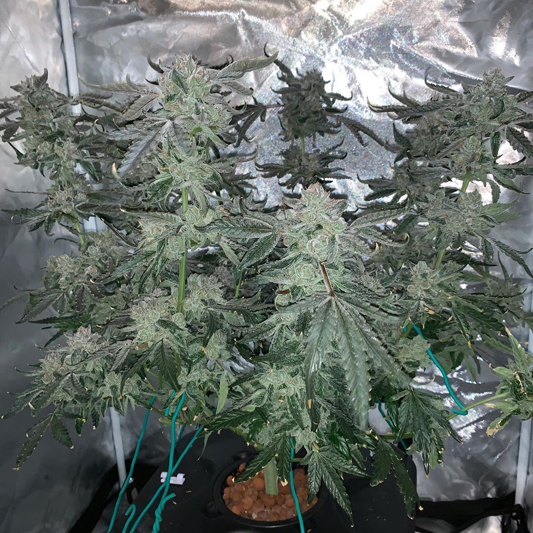 trader_cannabis's tweet photo. https://t.co/w3tlVsLBjD https://t.co/m3VrJVi21R
