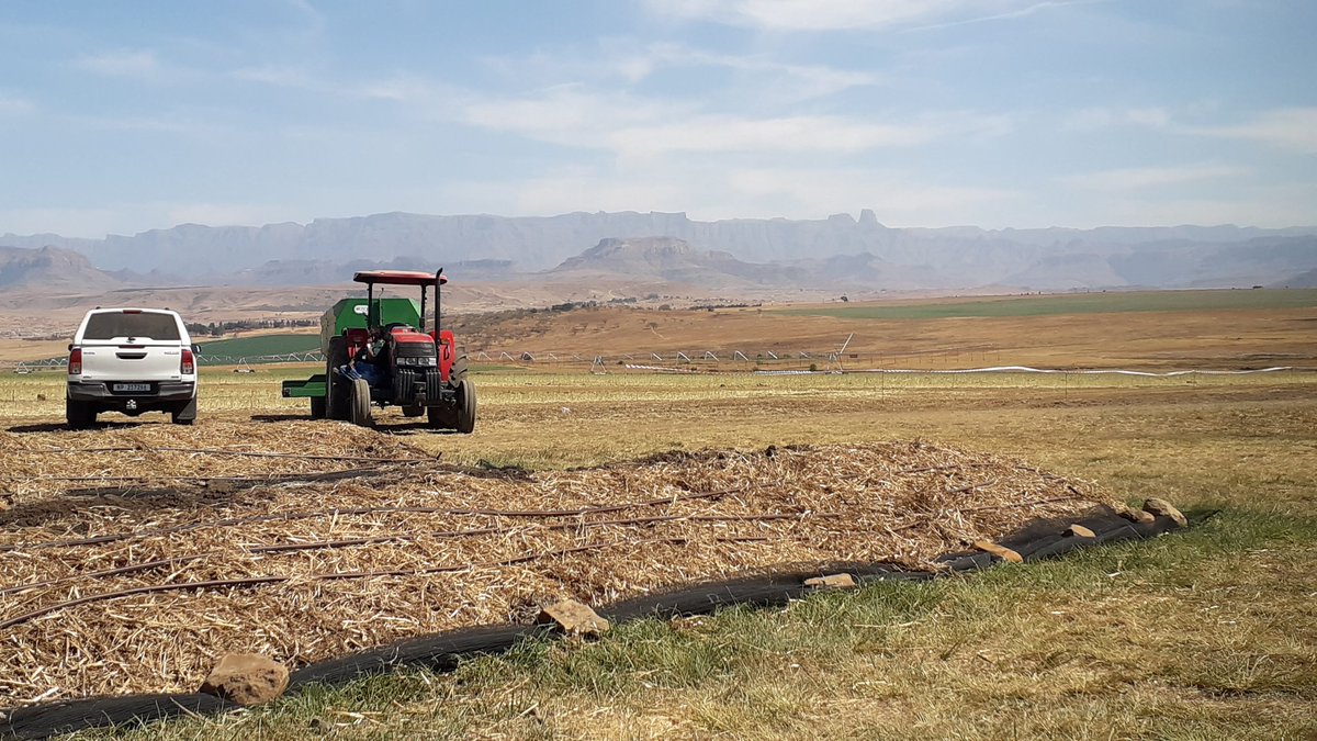 PhillipsLM's tweet photo. Today #NoTillConference delegates visited Bergville, #KZN, crops farmer, JP van Reenen's, large-scale composting & vermiculture systems. Products from these are high in organic matter, plant-available nutrients, & beneficial earthworms & soil microbes; saving on fertiliser costs. https://t.co/8ZuMp4BswC
