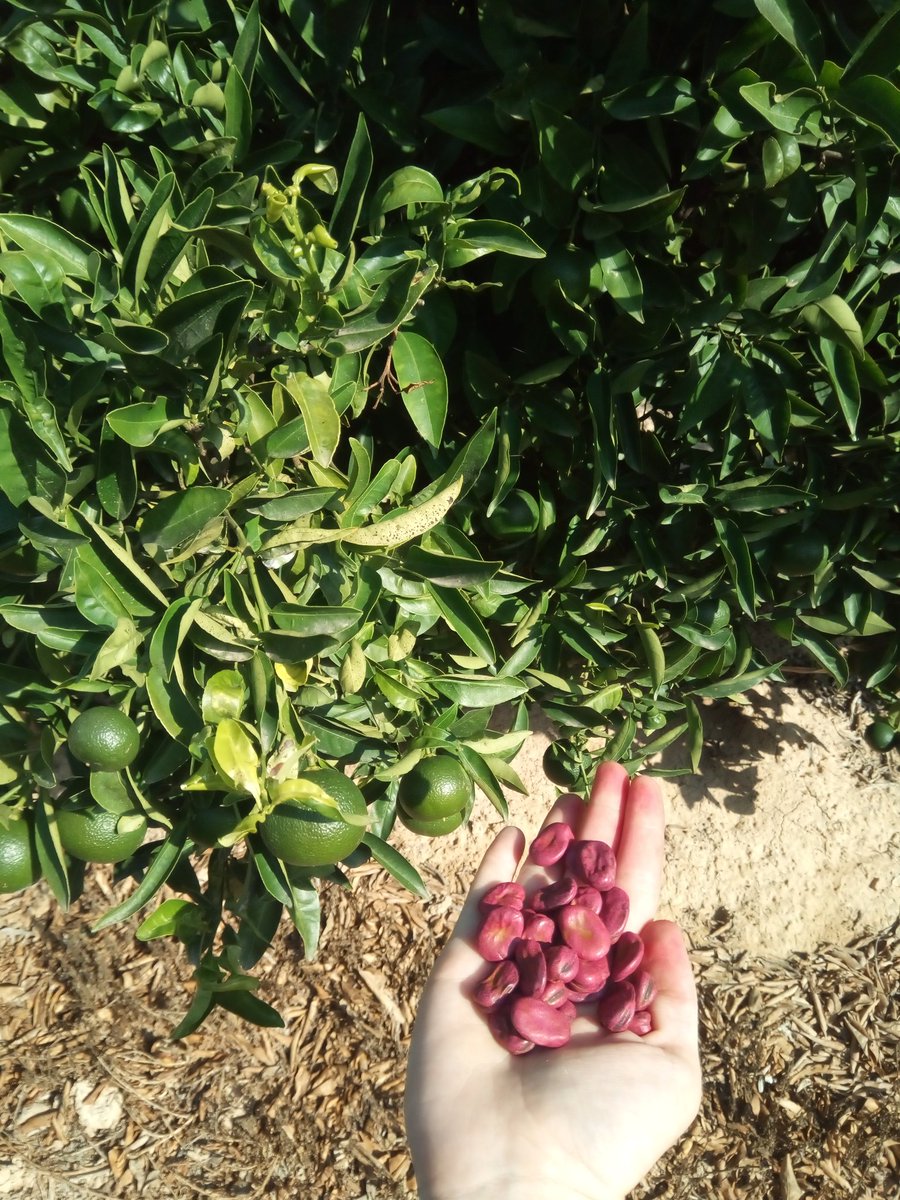 VirginiaSanNava's tweet photo. Second crop year of fava bean in the alleys between mandarin tree rows, CS2 @zornoza_raul @diverfarming https://t.co/O2AoLeGkSL