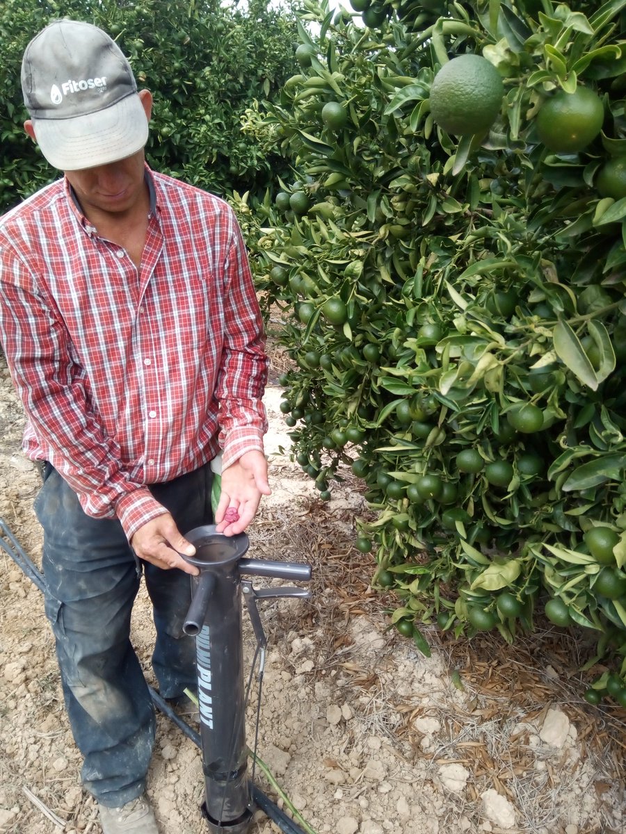 VirginiaSanNava's tweet photo. Second crop year of fava bean in the alleys between mandarin tree rows, CS2 @zornoza_raul @diverfarming https://t.co/O2AoLeGkSL